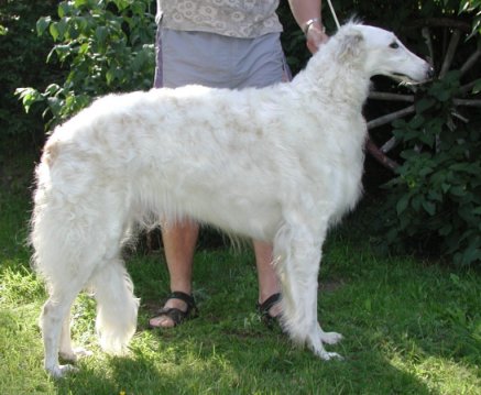 N & S Ch Majenkir Tzarina Le Sphinx